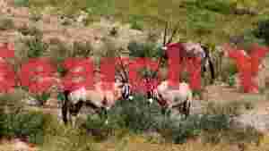 three majestic oryx in arid landscape