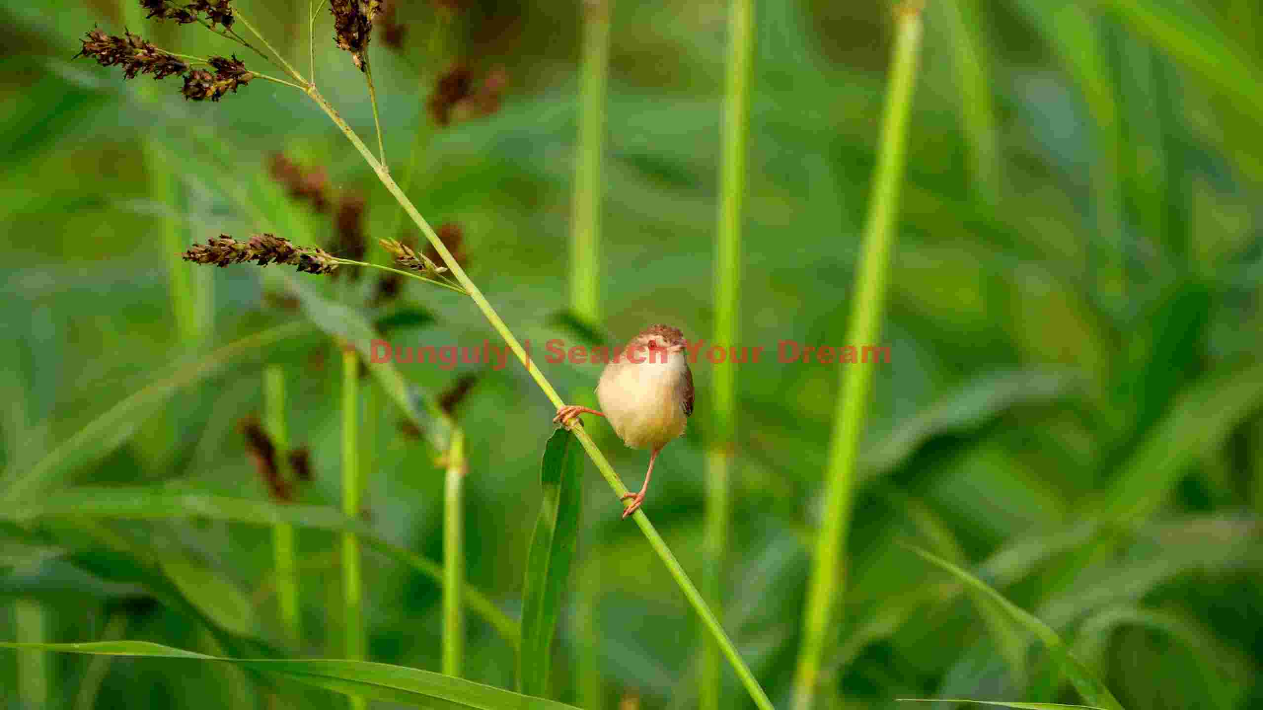 tiny bird on vibrant green stem tiny bird on vibrant green stem