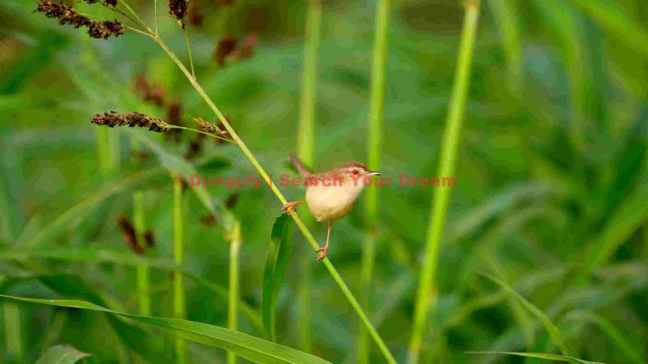tiny warbler amidst green foliage tiny warbler amidst green foliage