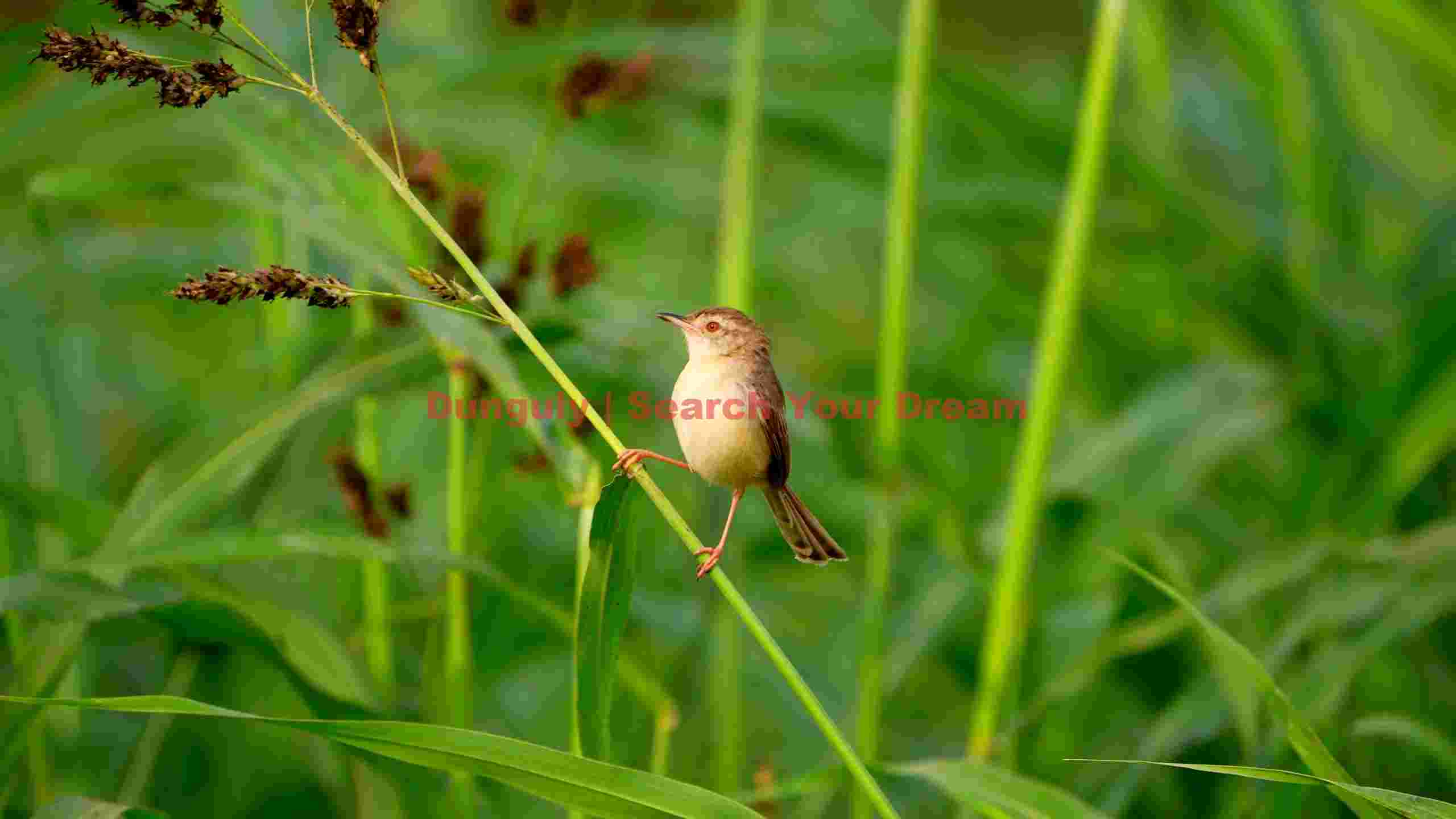 tiny warbler perched on green stem tiny warbler perched on green stem