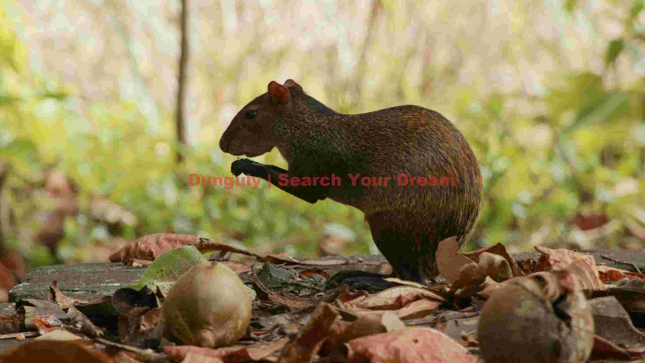 tropical agouti foraging on nuts in forest understory tropical agouti foraging on nuts in forest understory