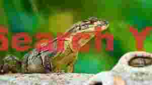 tropical forest lizard close up