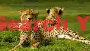 two cheetahs resting in green savanna
