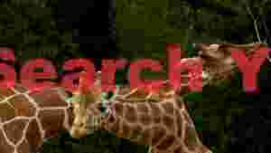 two majestic giraffes in lush greenery