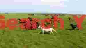 untamed spirit horses galloping on the prairie