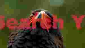 upward gaze of a majestic bateleur eagle