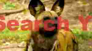 vibrant african wild dog portrait