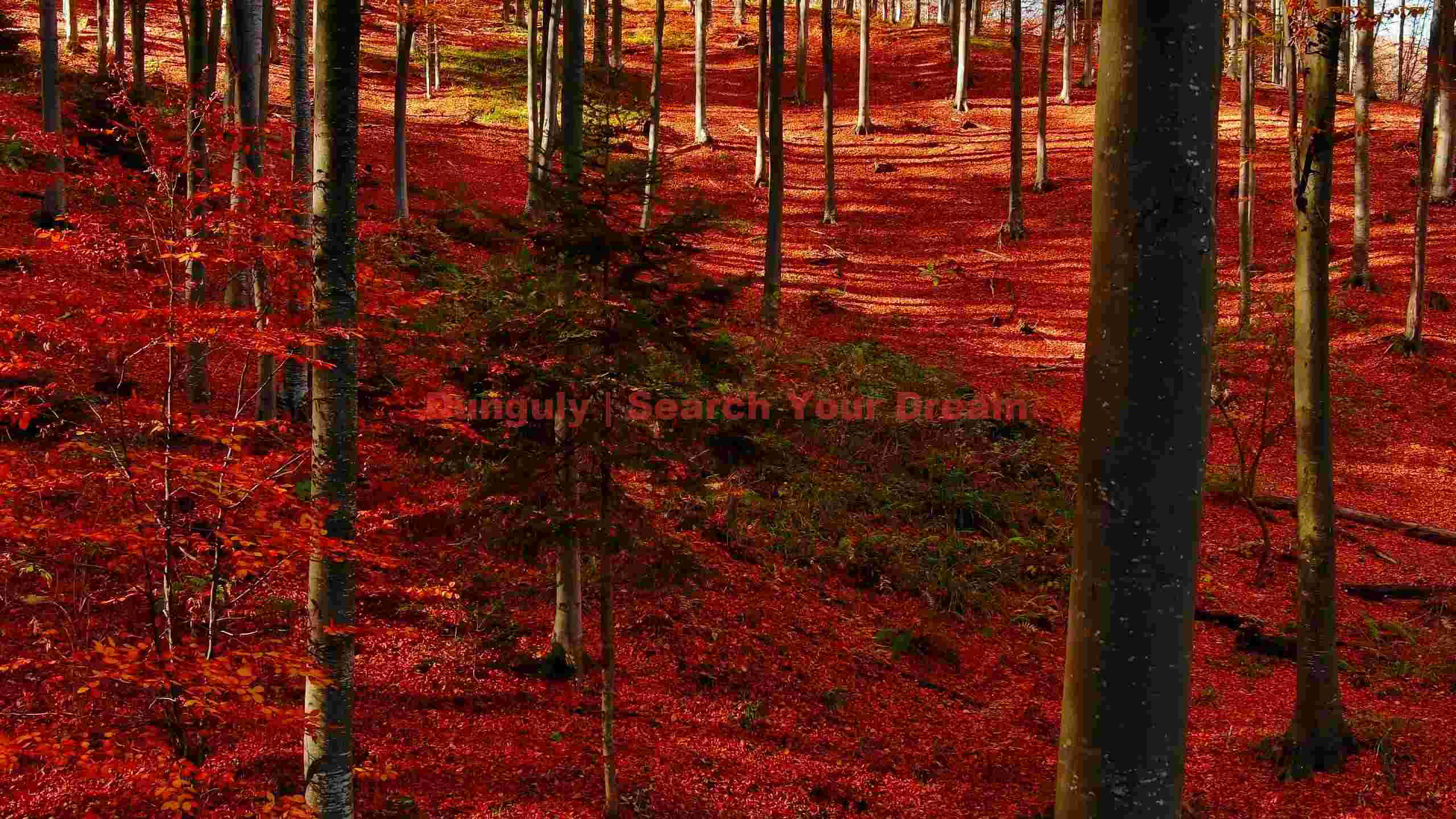 vibrant autumn forest canopy vibrant autumn forest canopy