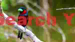 vibrant black and red broadbill perched