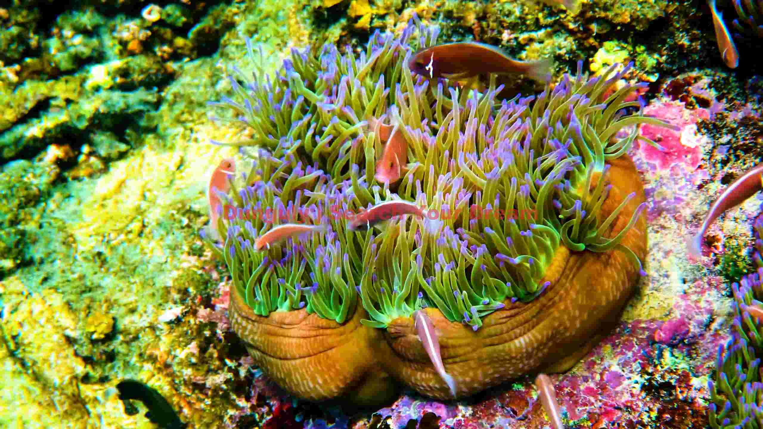 vibrant clownfish in anemone haven vibrant clownfish in anemone haven
