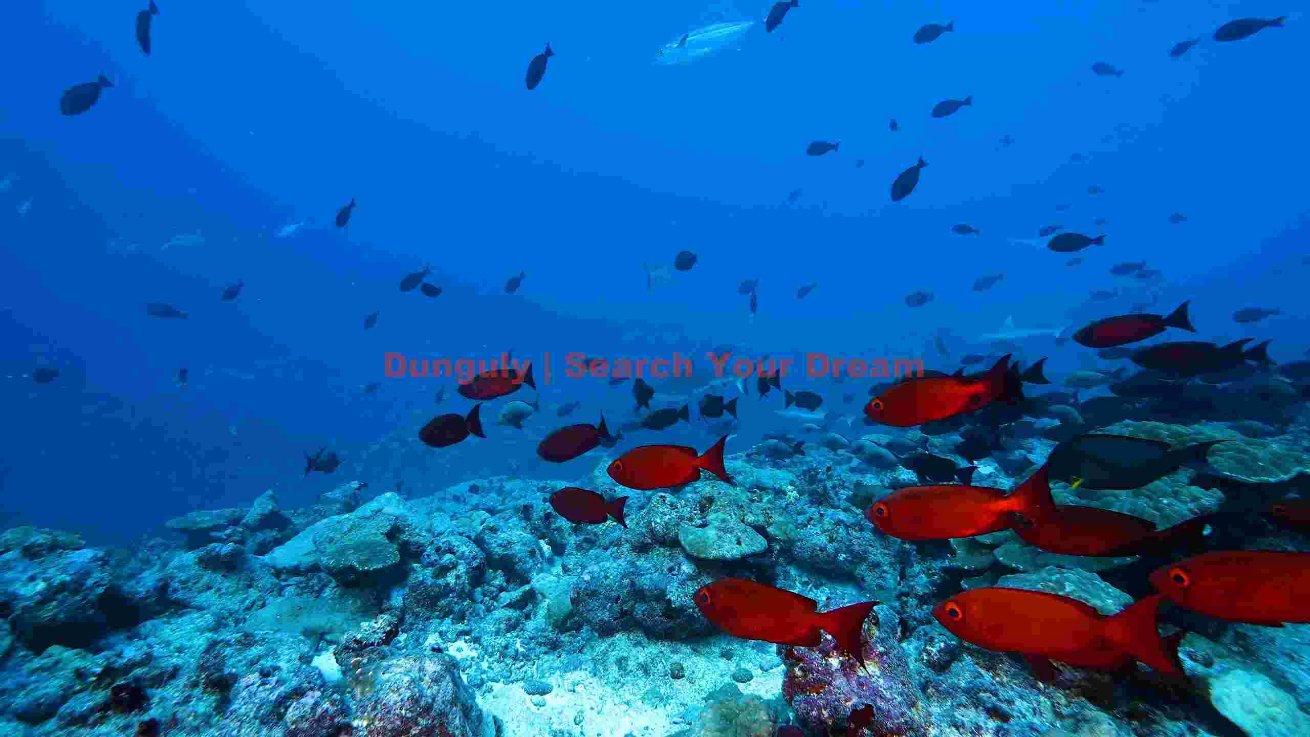 vibrant coral reef with school of red fish vibrant coral reef with school of red fish