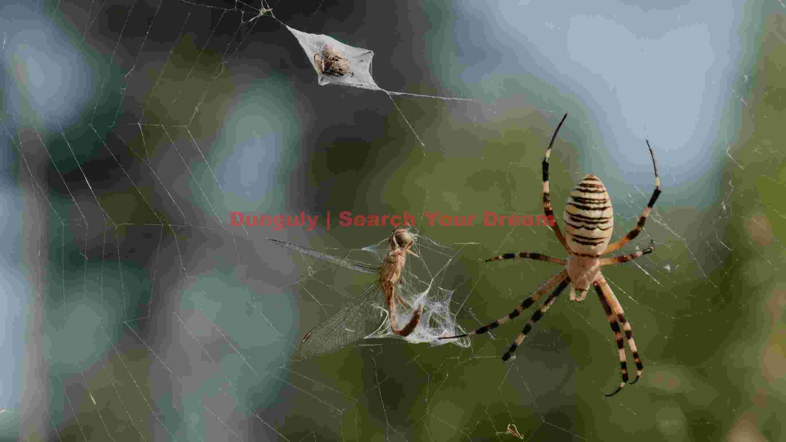 vibrant garden spider and prey on web vibrant garden spider and prey on web