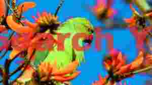 vibrant green parrot in coral blooms