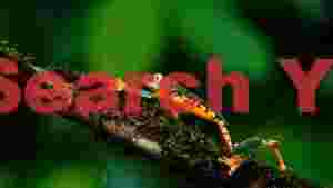 vibrant green and orange tree frog on mossy branch