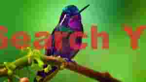 vibrant iridescent hummingbird on green