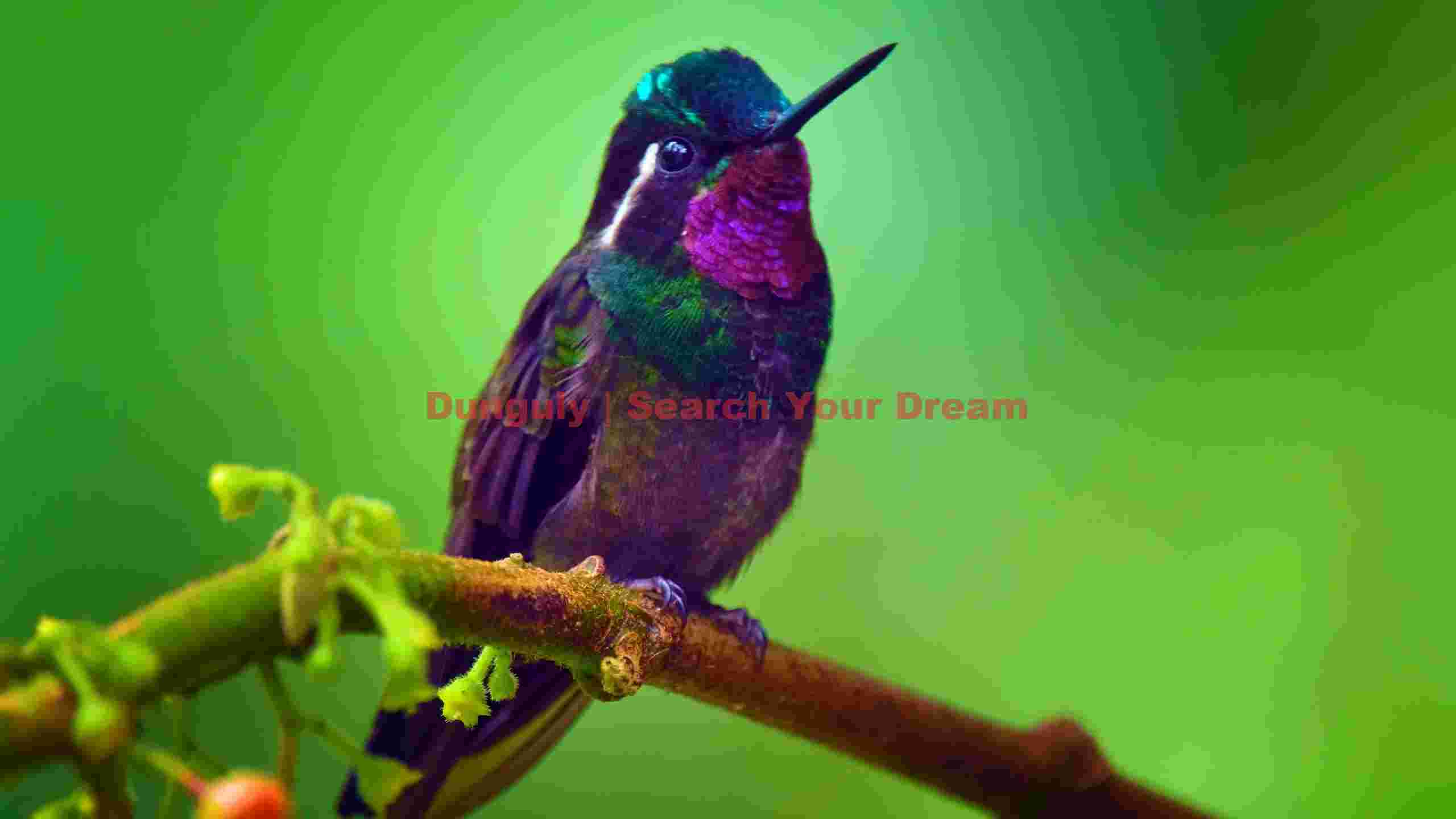 vibrant iridescent hummingbird on green vibrant iridescent hummingbird on green