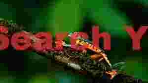 vibrant lemur leaf frog on mossy branch