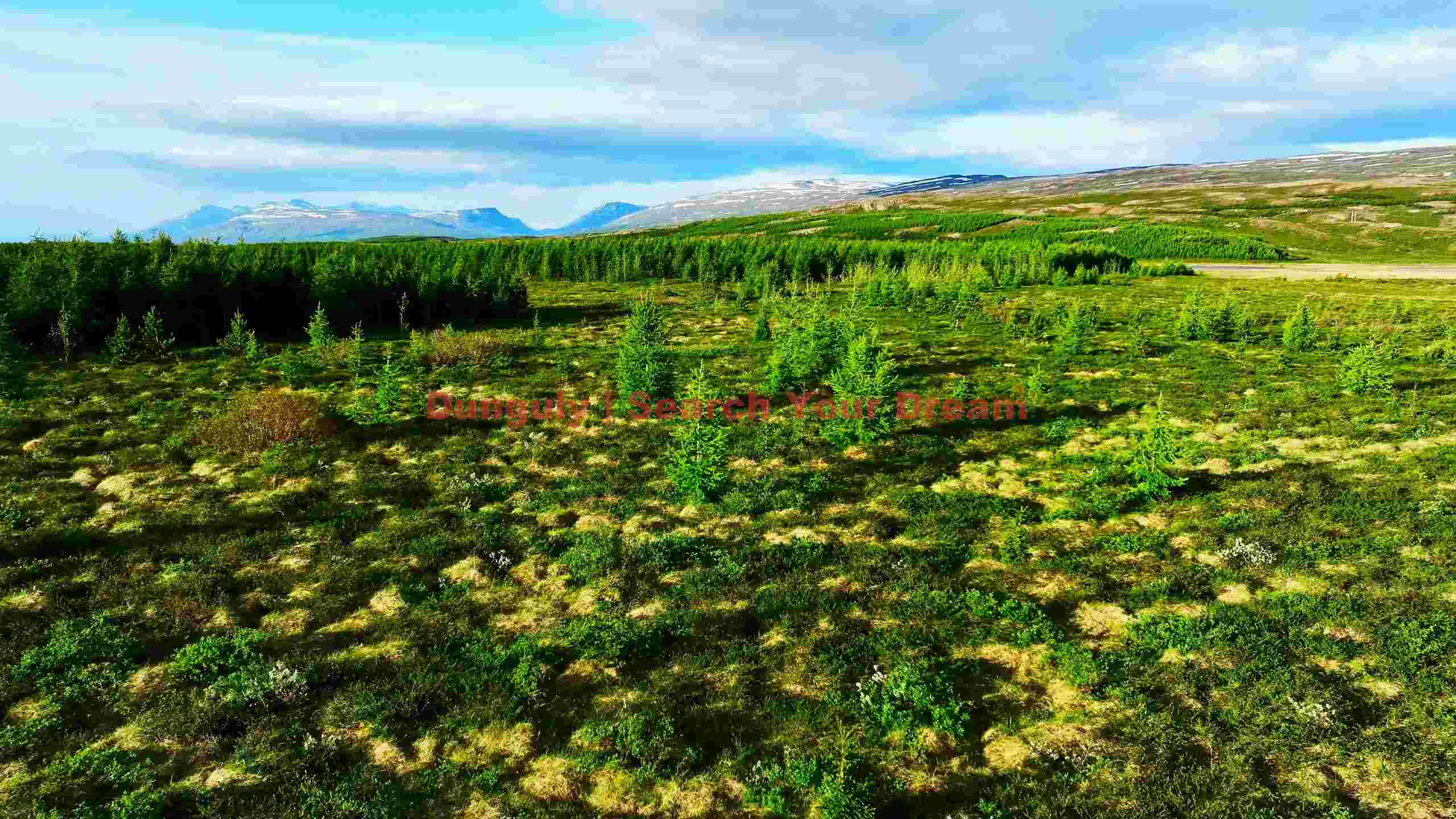 vibrant nordic mountain forest landscape vibrant nordic mountain forest landscape
