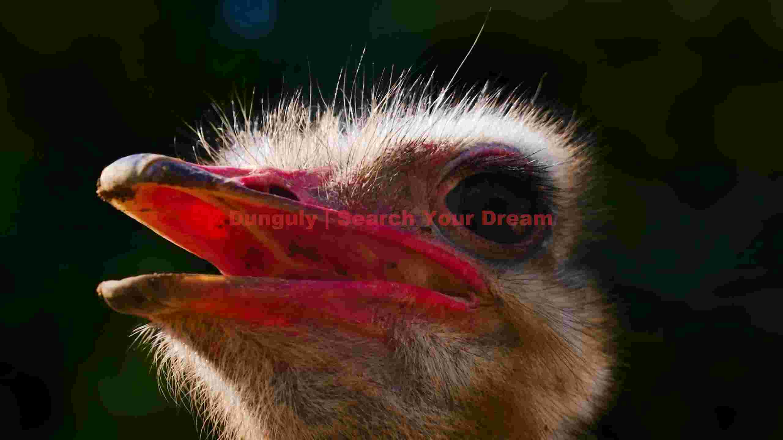 vibrant ostrich portrait close up vibrant ostrich portrait close up