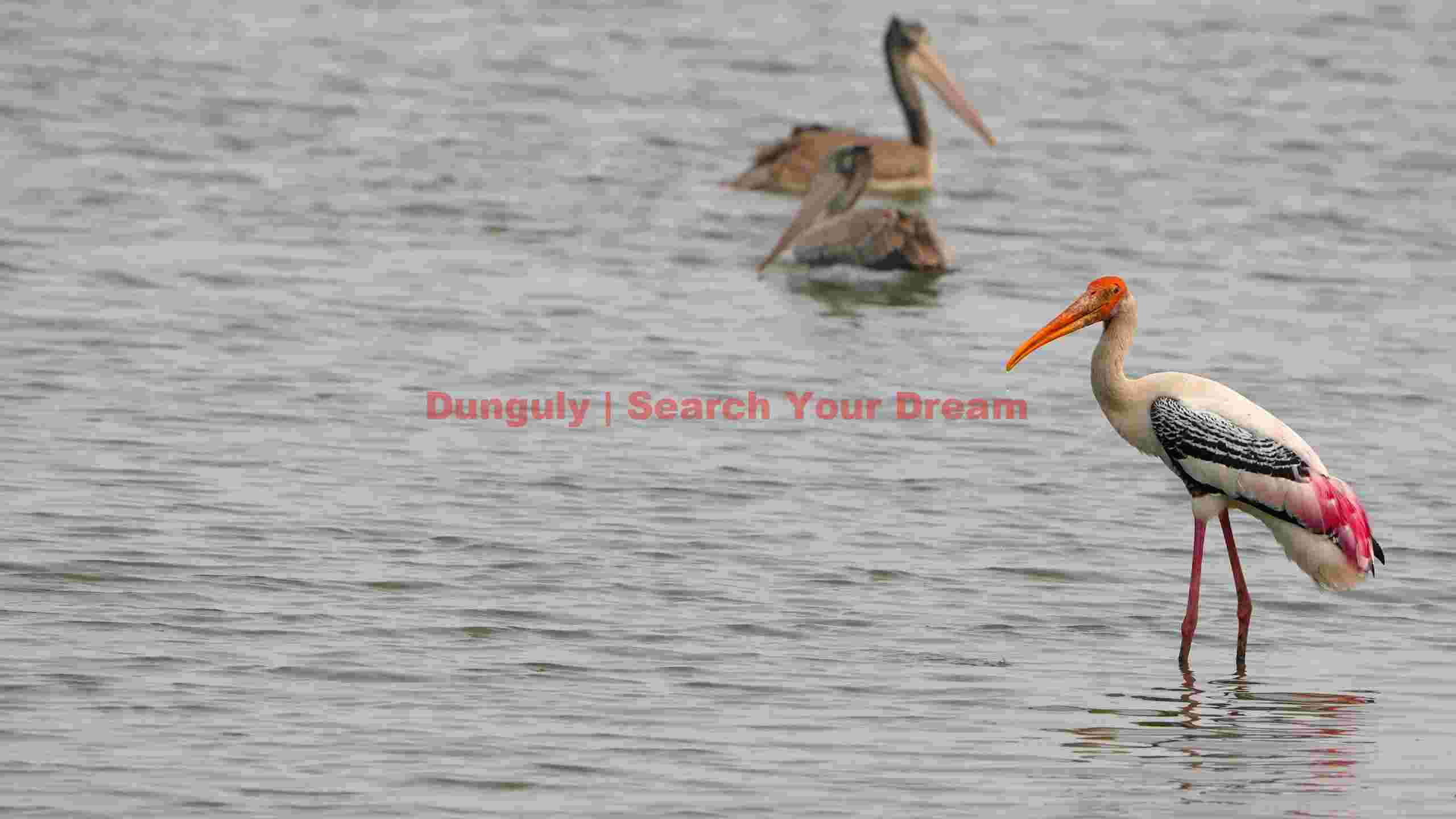 vibrant painted stork with pelicans in wetland vibrant painted stork with pelicans in wetland