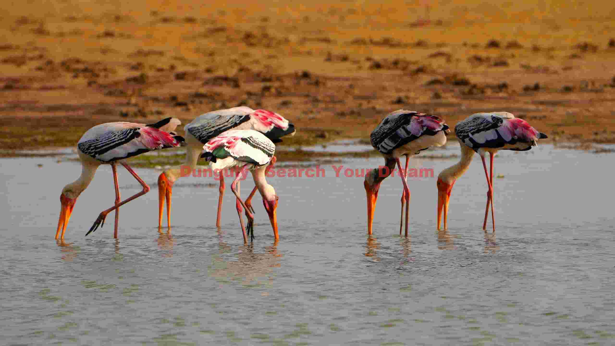 vibrant painted storks foraging 1 vibrant painted storks foraging 1