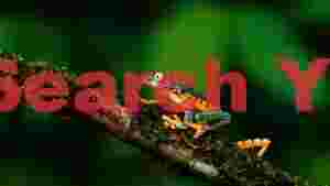 vibrant tree frog on mossy branch