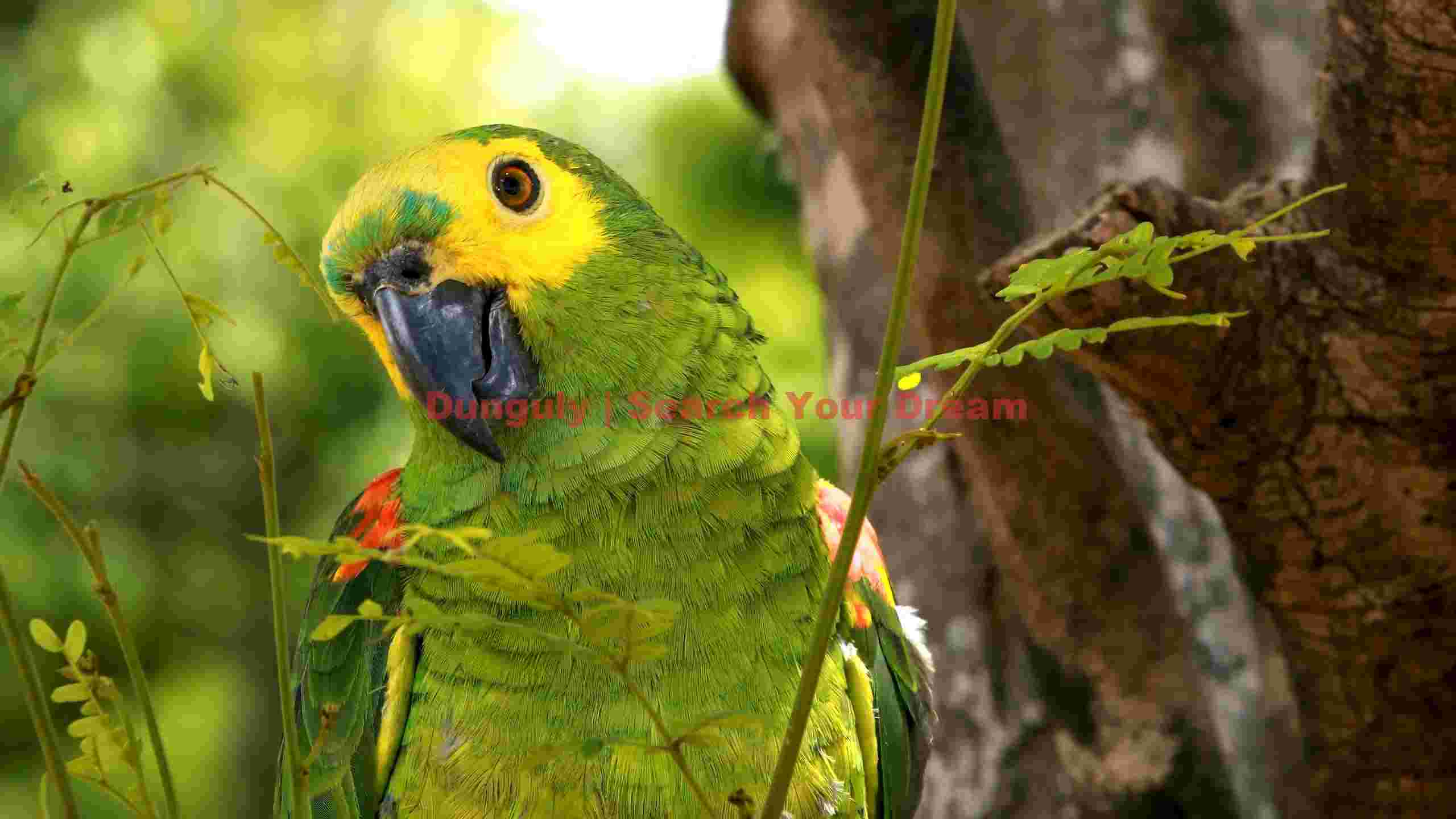 vibrant yellow naped amazon parrot vibrant yellow naped amazon parrot