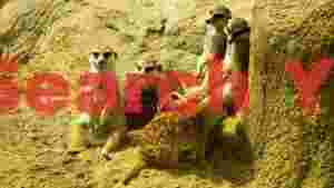 vigilant meerkat colony in sandy habitat