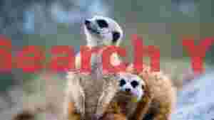 vigilant meerkat duo 1