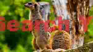 vigilant meerkat duo