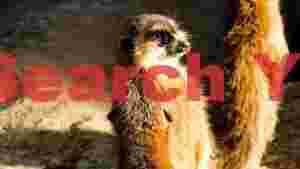 vigilant meerkat duo in sunlight