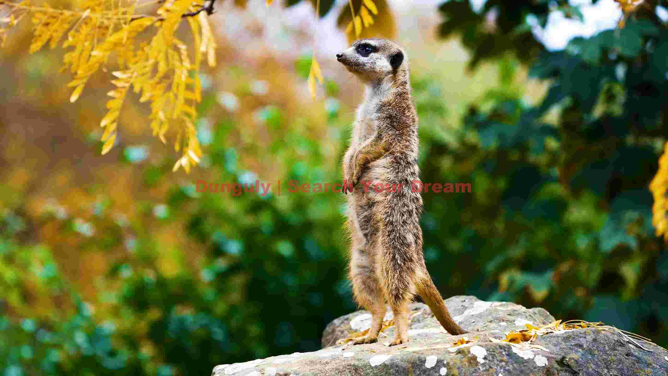 vigilant meerkat sentry 1 vigilant meerkat sentry 1