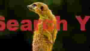 vigilant meerkat sentry 2