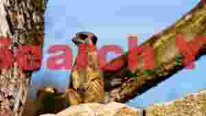 vigilant meerkat sentry on rock