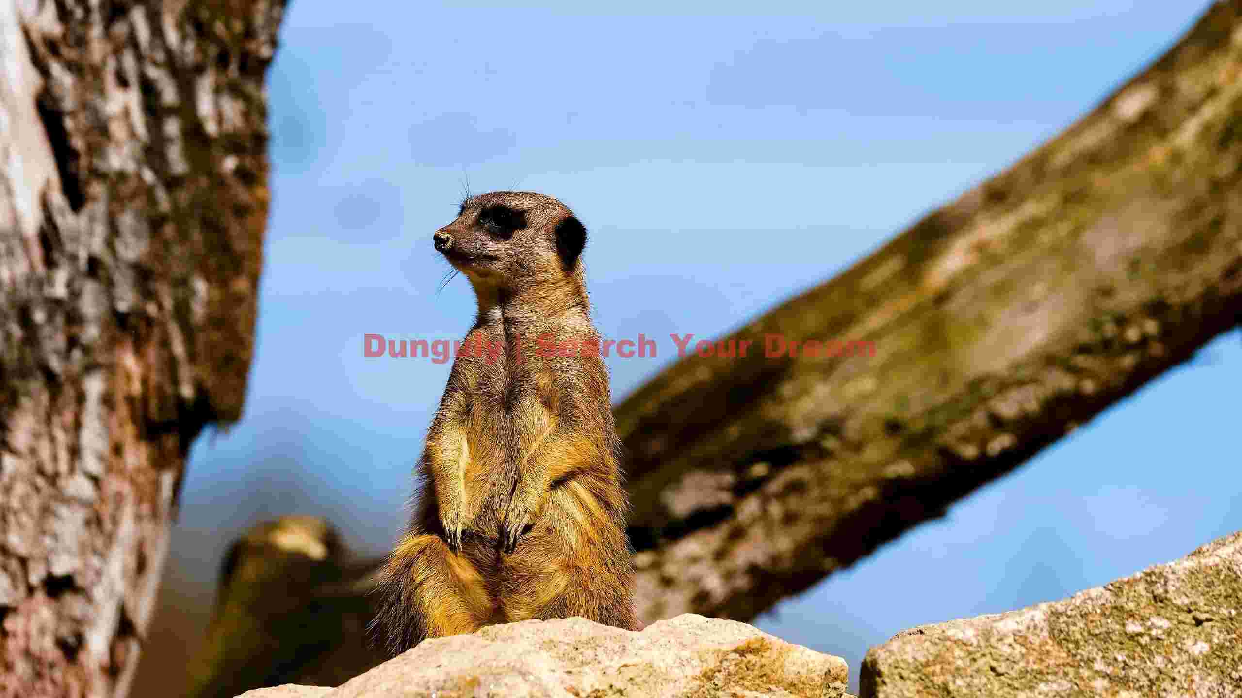 vigilant meerkat sentry on rock vigilant meerkat sentry on rock