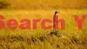 vigilant meerkat in golden grasslands