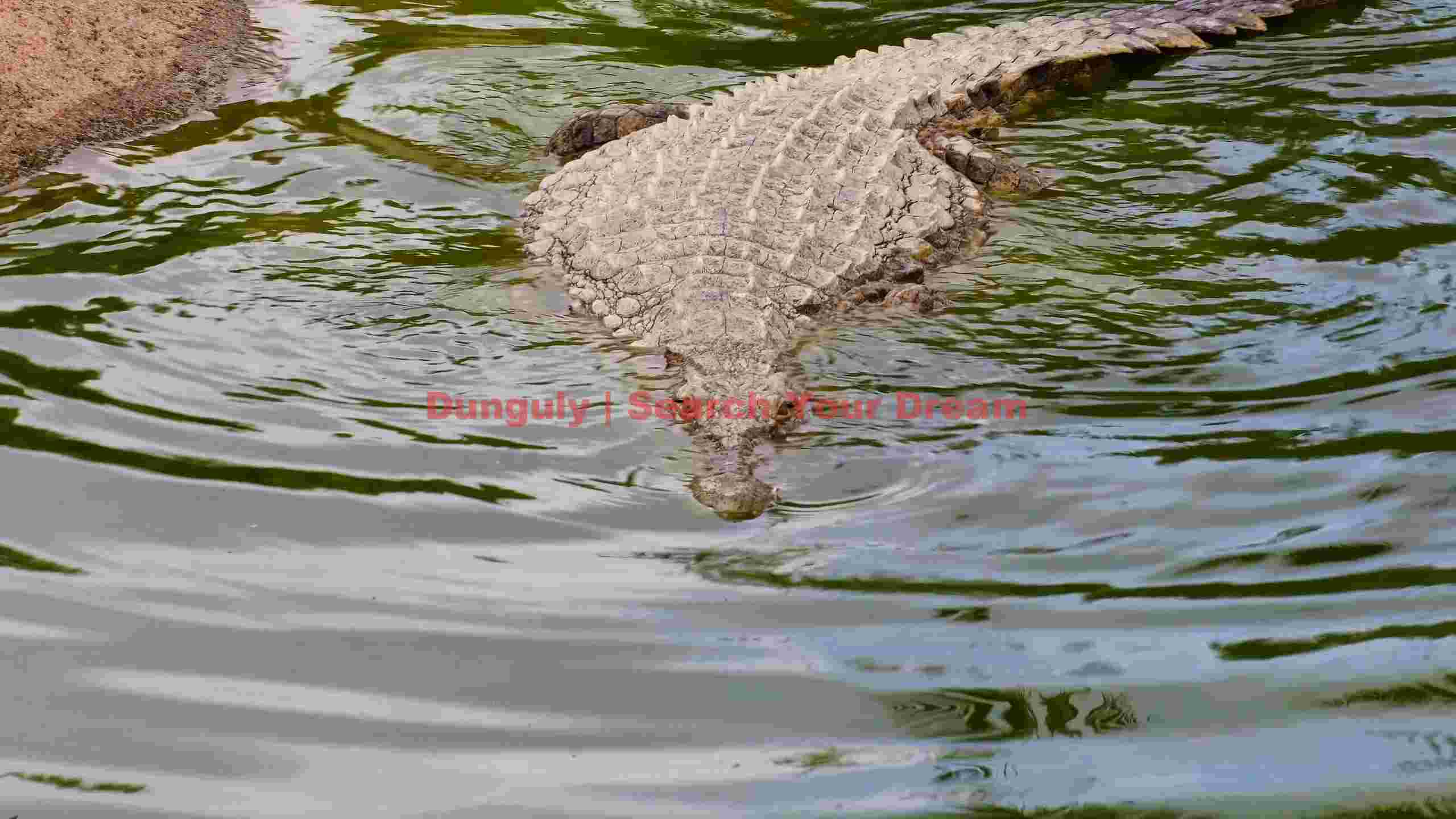 watcher in the water majestic crocodile watcher in the water majestic crocodile