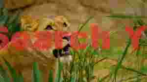 watchful lioness in golden grass