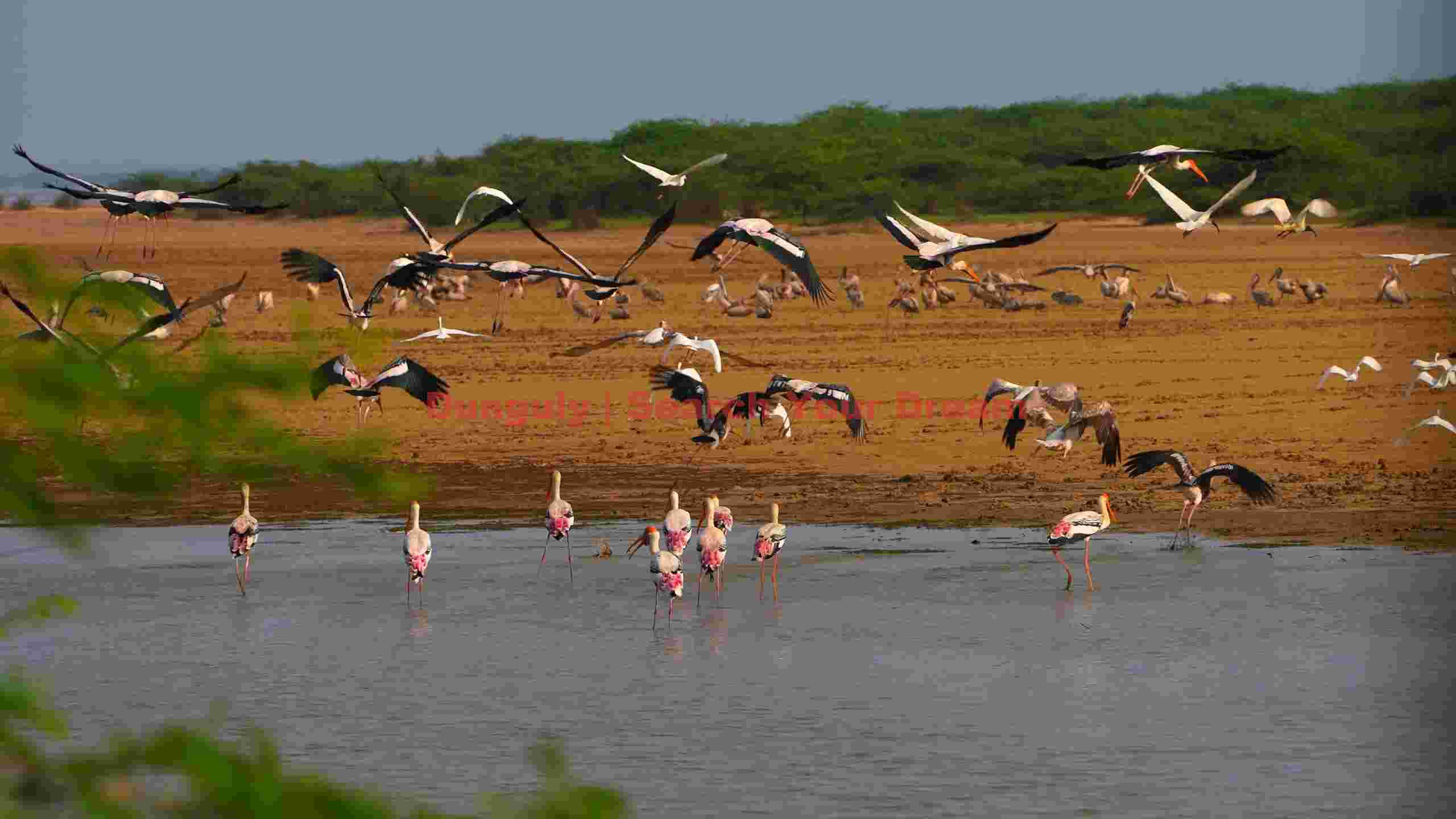 wetland symphony migratory birds in flight wetland symphony migratory birds in flight