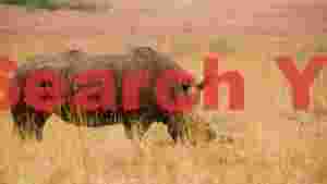 white rhinoceros grazing in golden savanna