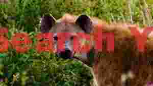 wild hyenas intent gaze