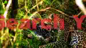 wild leopard play in lush greenery