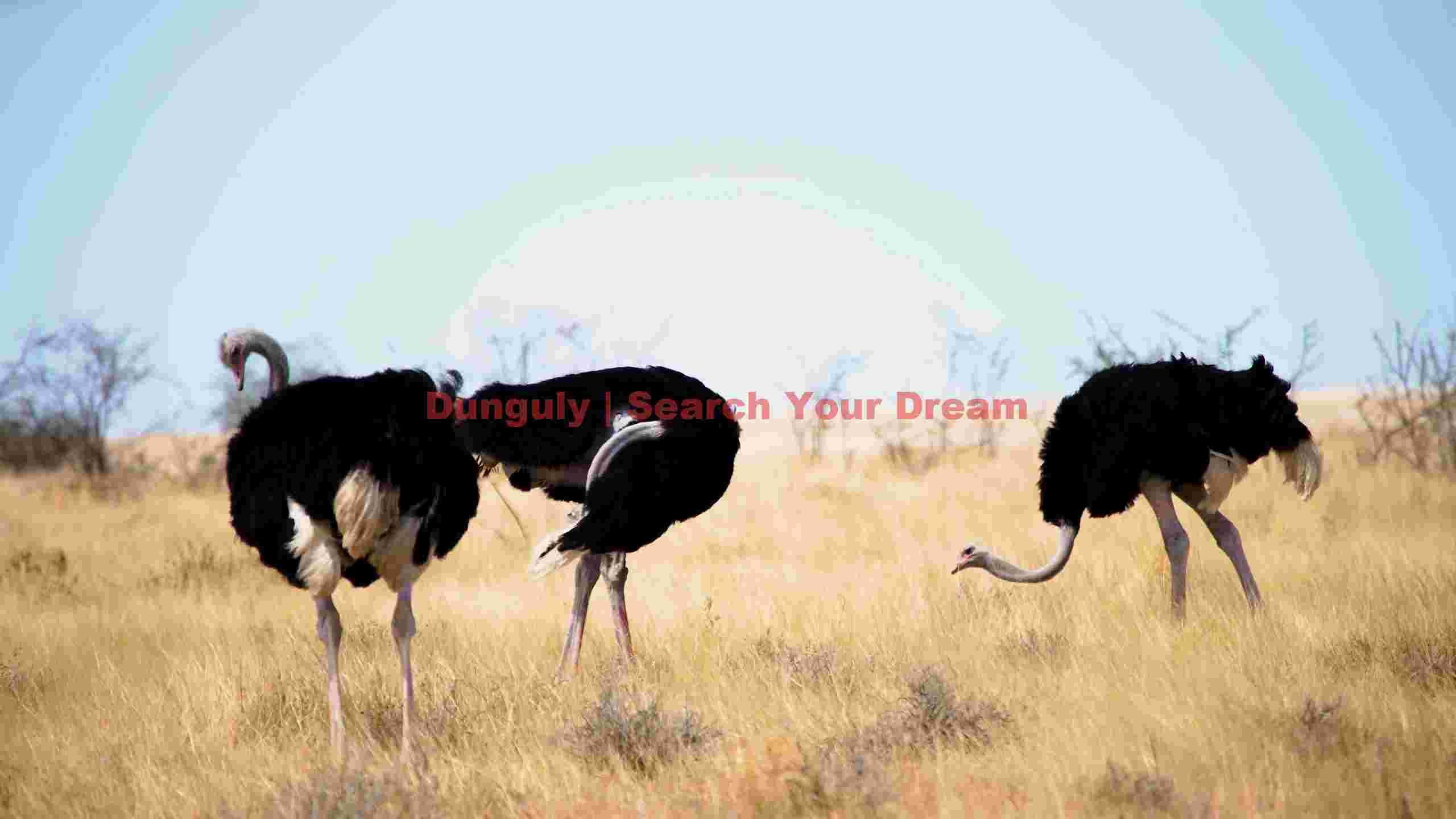 wild ostriches in golden savannah wild ostriches in golden savannah