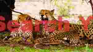 wild serenity yawning cheetah and cub