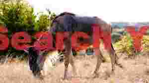 wildebeest grazing in golden field