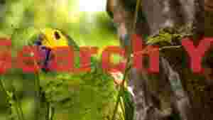 yellow crowned amazon parrot peeking through leaves