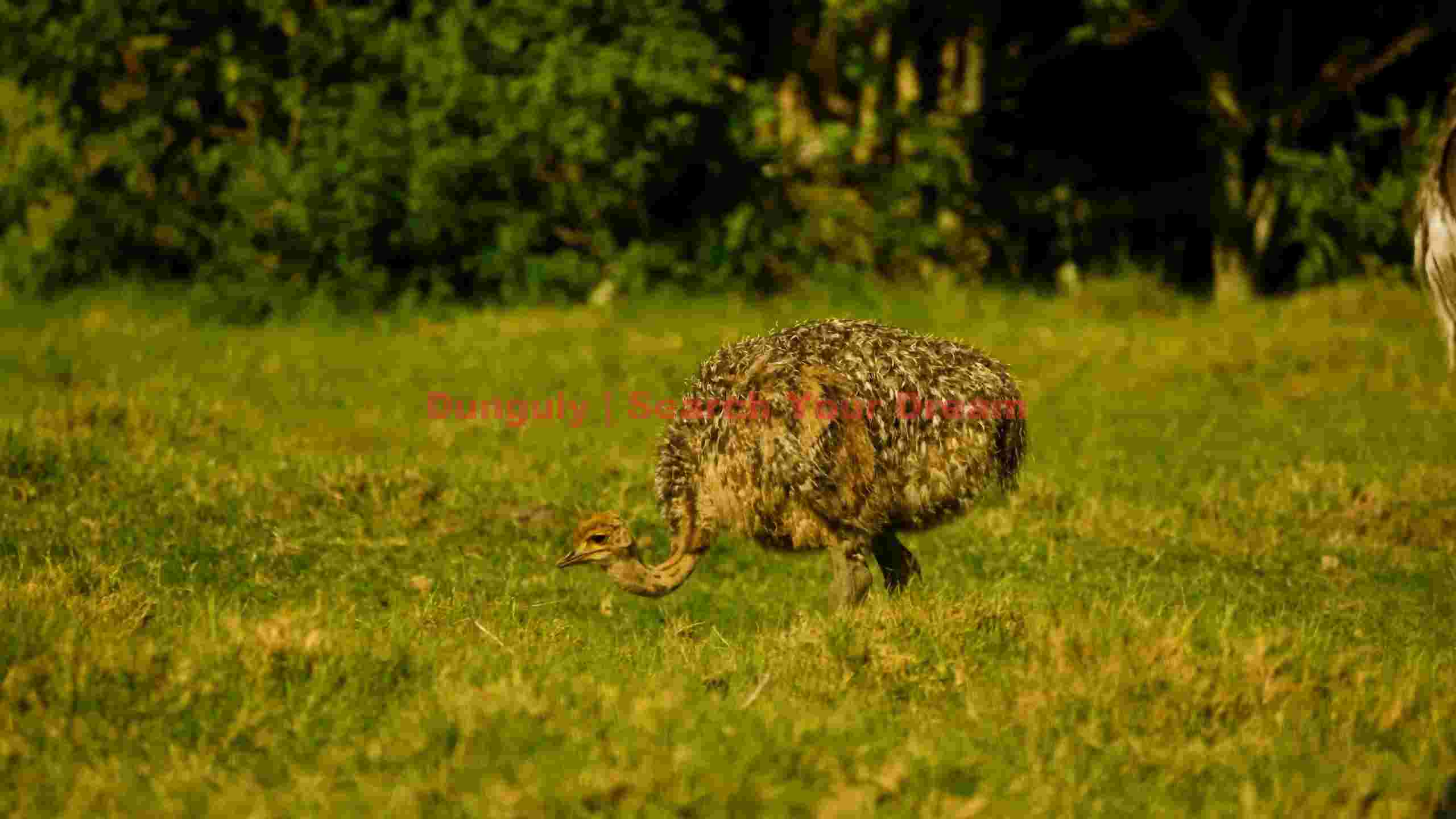 young ostrich chick foraging in sunlit grass young ostrich chick foraging in sunlit grass