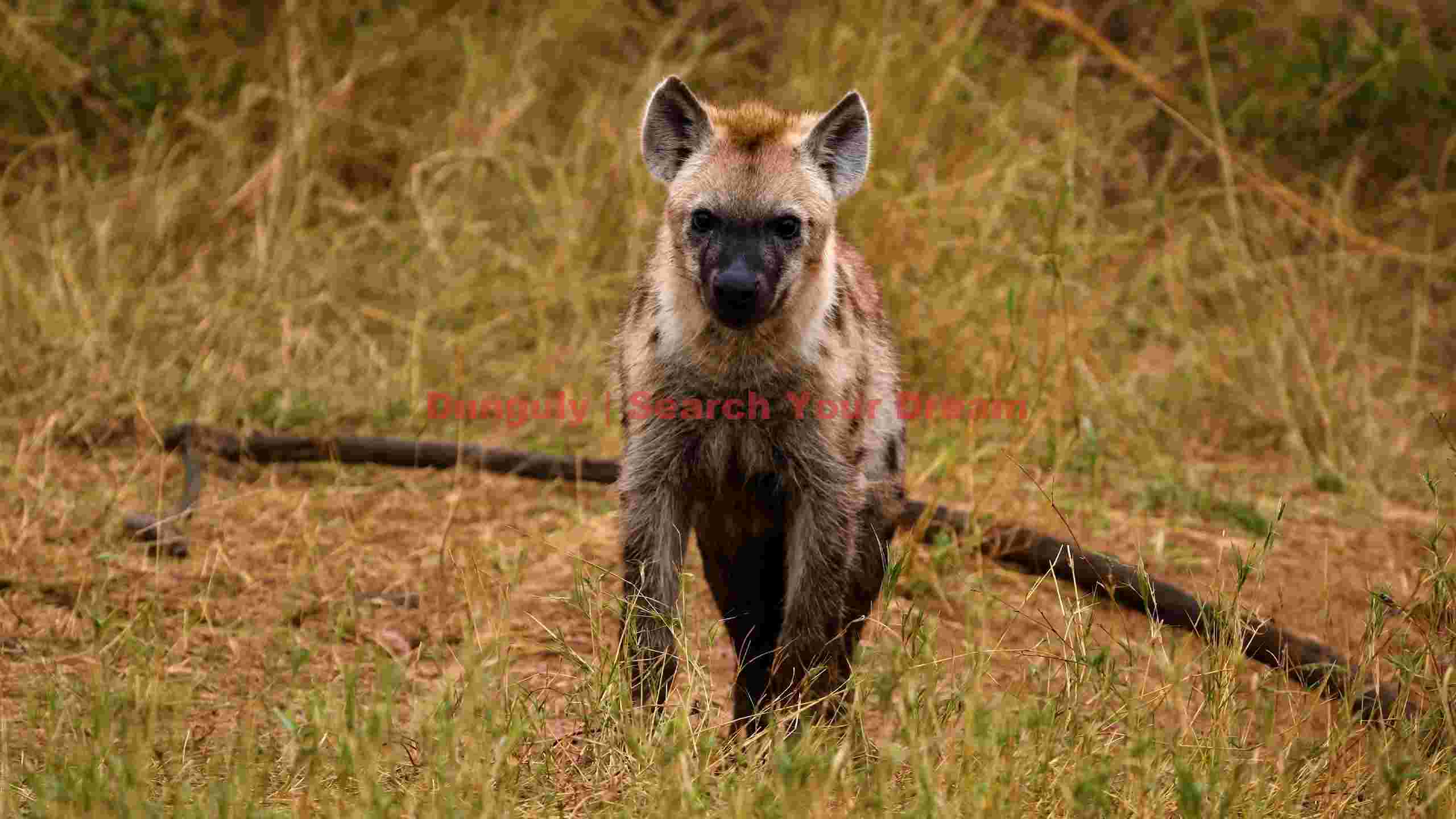 young spotted hyena in golden savanna grass young spotted hyena in golden savanna grass