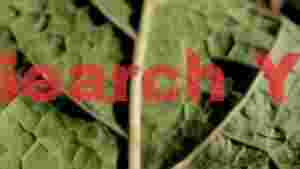 sunset 1108