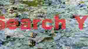 abundant red eared slider turtles in a murky pond